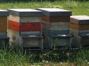 Tre incontri formativi per gli apicoltori della Valle d'Aosta