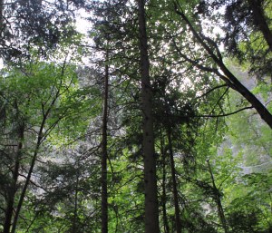 Psr, prorogati i termini per i contributi sugli ecosistemi forestali