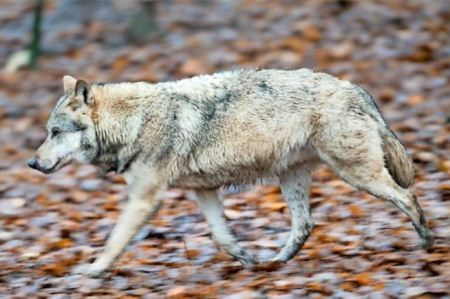 L'assessore Testolin: in Valle d'Aosta presenti 20-25 lupi