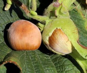 Arvier, corso di coltivazione di noce e nocciolo