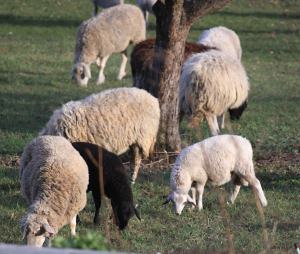 Zootecnia, eliminati i vincoli nella movimentazione del bestiame in Valle d'Aosta