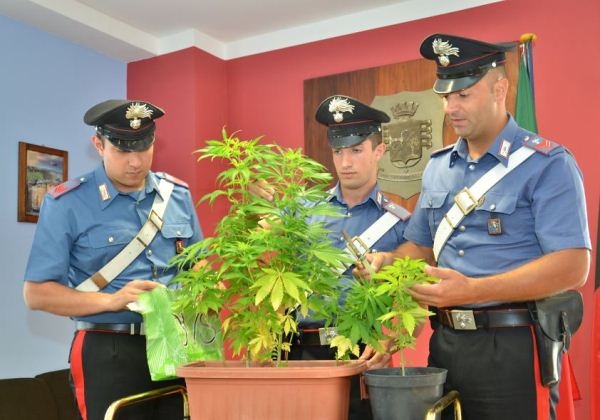 Vasi con piante di marijuana sul balcone, denunciata 20enne di Villeneuve