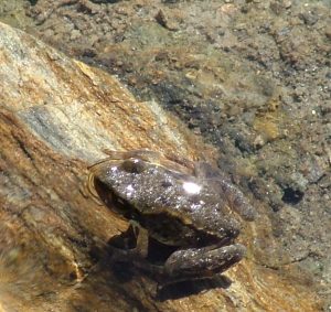 A fine aprile anche in Valle d'Aosta il Save the Frogs Day 2017