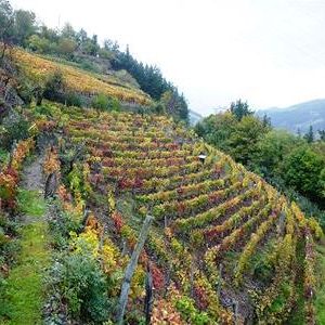 Vini "estremi": il Cervim premia 29 etichette della Valle d'Aosta