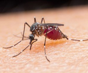 Virus Zika, zanzare e minacce sanitarie globali: incontro pubblico ad Aosta