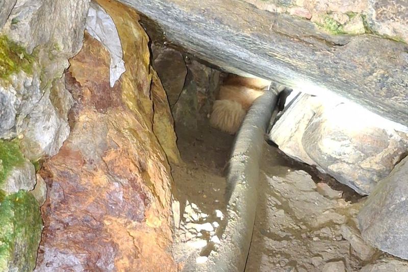 Cane incastrato in un condotto, lo recuperano i Vigili del fuoco