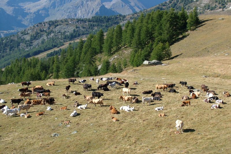 Allevamento di bovini