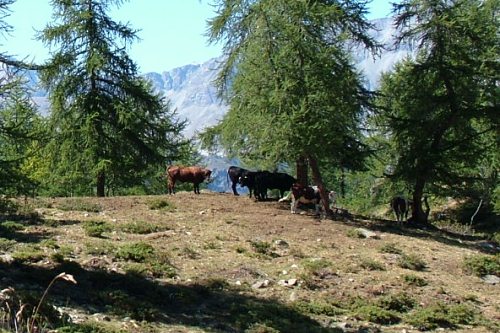 Bovini al pascolo