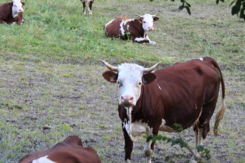 Bovini al pascolo