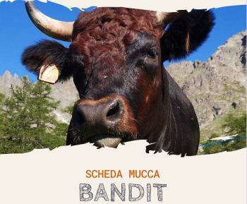 Adotta una mucca