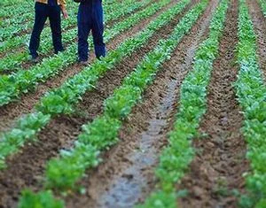 Sbloccato l'accesso alla Riserva nazionale titoli Pac per gli agricoltori valdostani