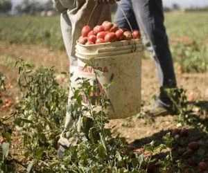 Agricoltura, ok a convenzione tra Regione e Area Valle d'Aosta