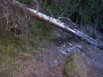 albero caduto