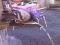 E il piccione imparò a bere dalla fontana...