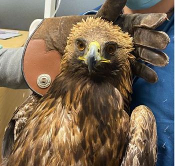 aquila ferita recuperata a Valsavarenche (foto di Michel Mottini)