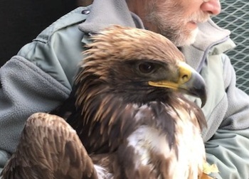 Cogne, la Forestale salva una giovane aquila