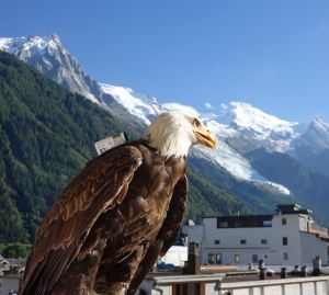 aquila-montebianco