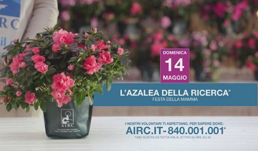 azalea-airc17x530