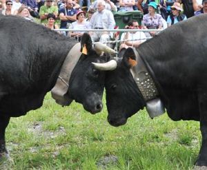 Batailles de Reines: Fleurette è la regina dell'edizione 2015