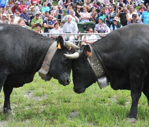 Aosta, oggi la 57a finale regionale delle Batailles de Reines