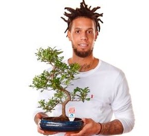 bonsai-anlaids