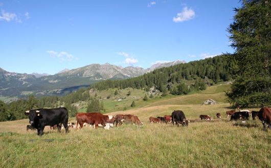 Bovini al pascolo