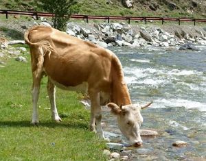 L'acqua è di tutti, non mangiamone troppa: parte la campagna di sensibilizzazione