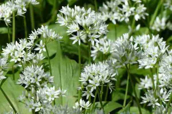 Festa dell'aglio orsino