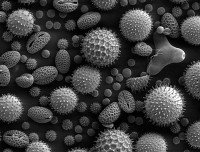 allergiex200