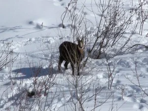 Valsavarenche, al via il workshop tra studenti e ricercatori del Parco Gran Paradiso
