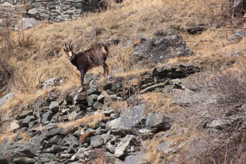 Valle d'Aosta, eventi divulgativi per la Giornata Mondiale della Biodiversità