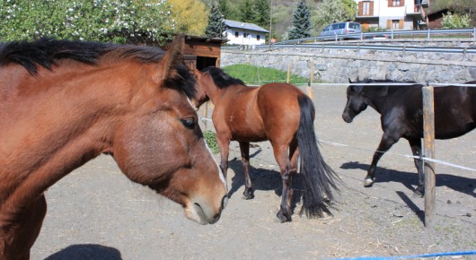 Cavalli a spasso sulla Statale 26, traffico rallentato ad Aosta