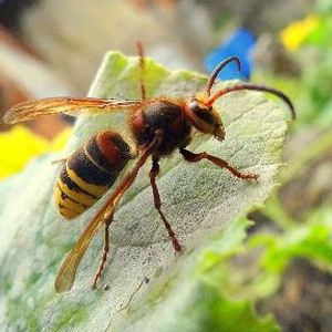 La Salute su Aostaoggi.it: le punture di api, vespe e calabroni