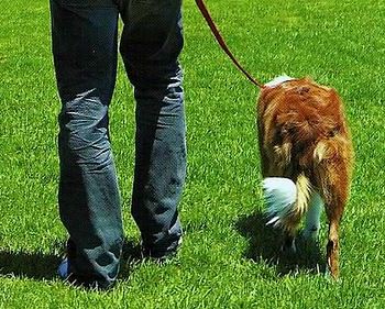 Con il cane lontano da casa: 4 proprietari sanzionati dai carabinieri di Aosta