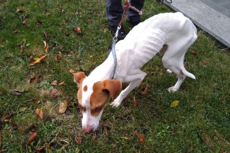 Cane maltrattato (foto Corpo forestale)