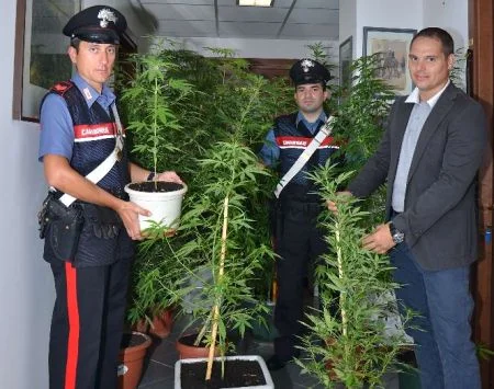 cannabis-sequestrox450