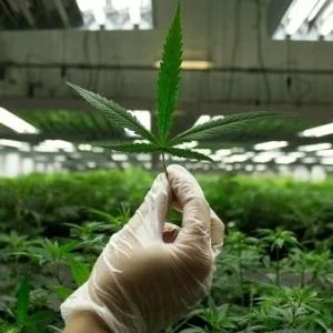 cannabis terapeutica