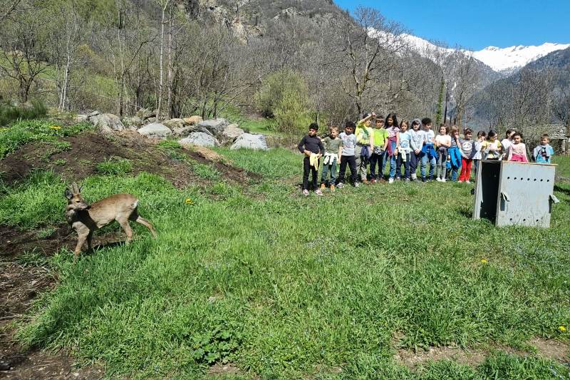 Esemplare di capriolo liberato a Issime