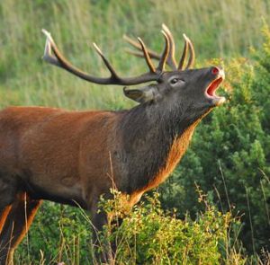 Due escursioni nella valle del Gran San Bernardo alla scoperta del bramito del cervo