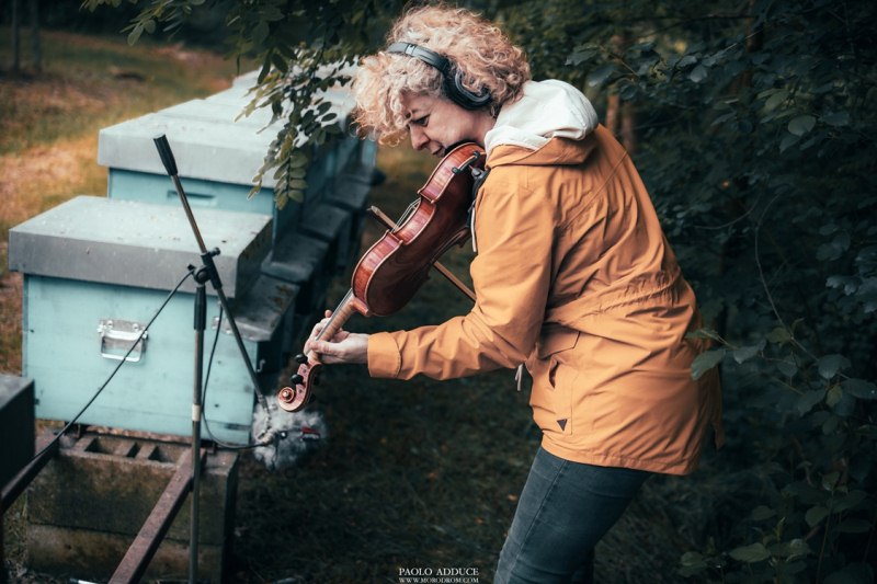 Concerto in apiario