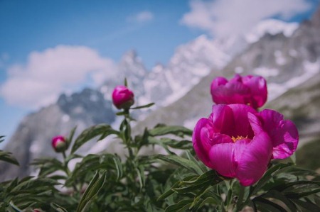 Saussurea (foto Giulia Sarno)