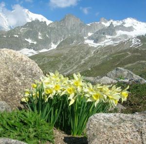 Apre per l'estate 2017 il giardino alpino botanico Saussurea