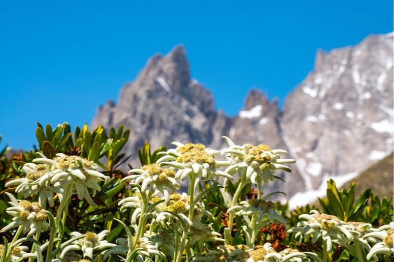 Il 20 giugno riapre il giardino botanico Saussurea