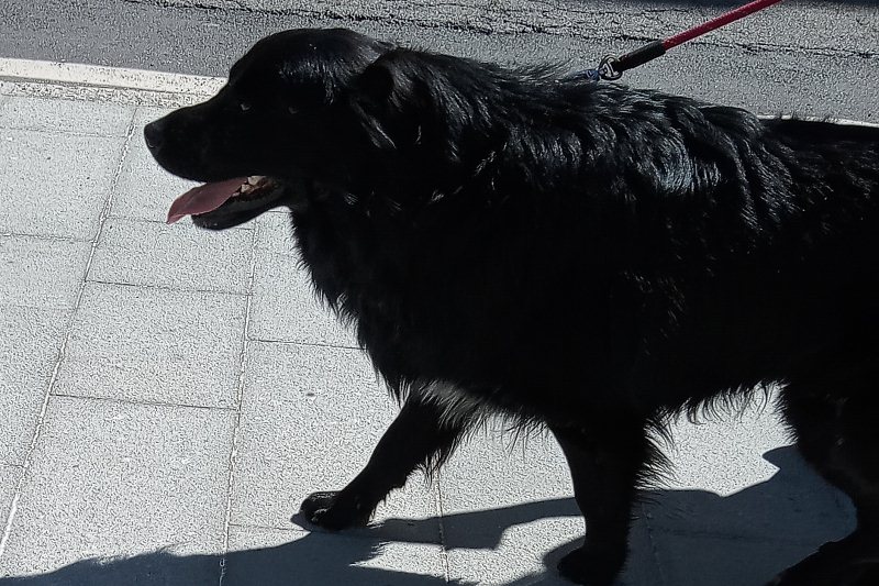 «Incontriamo il cane», a Donnas tre incontri rivolti ai bambini