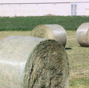 Psr, riaperti i termini del bando per gli investimenti delle imprese agricole