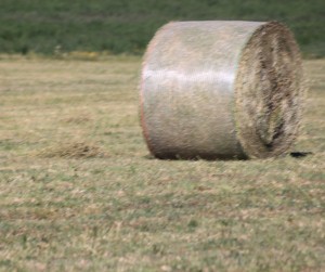 Aiuti alla ricomposizione fondiaria, approvati i criteri per i contributi