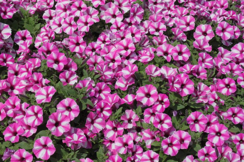 Fiori