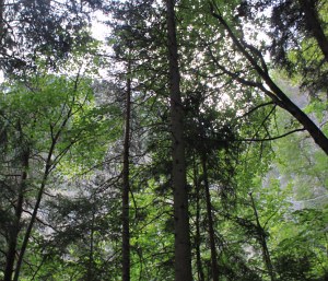 Settore foreste, due bandi del Psr per sostenere gli investimenti