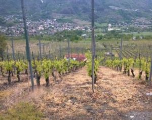 Pesticidi, Legambiente Valle d'Aosta: "subito norme di tutela della salute"
