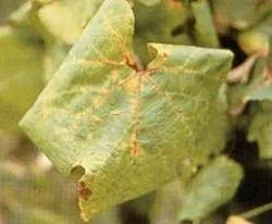 Flavescenza dorata, tre nuove zone focolaio con obbligo di intervento